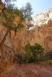 More fine cottonwoods [sat aug 30 09:59:31 mdt 2025]